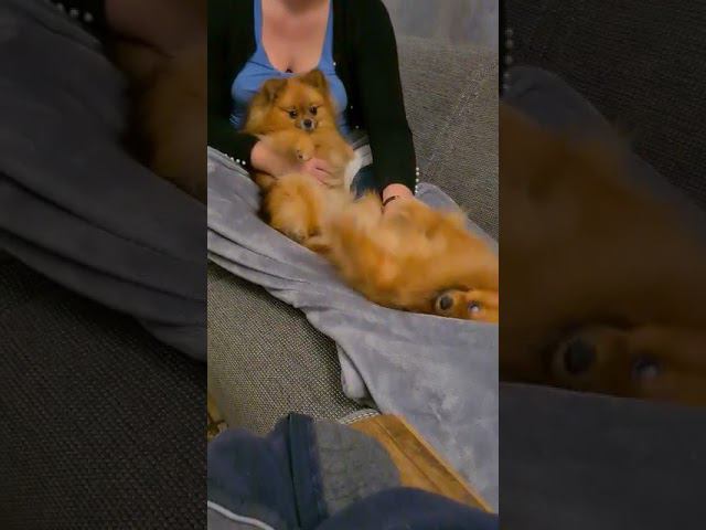 Гладь меня, ничтожный человек! Шпиц медвежонок