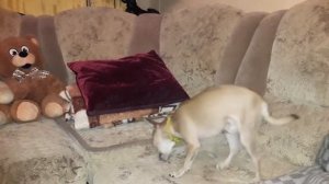 Мини той терьер -  прикольное видео