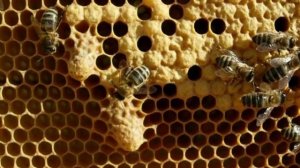 Маточники роевые, свищевые и тихой смены