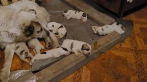 #Алабай #САО 🐕 роды у Виты 🦴