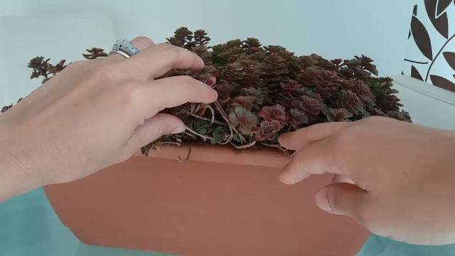 SUCULENTAS - Sedum spurium fuldaglut! смотреть онлайн