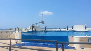 Okinawa Aquarium Dolphin Show