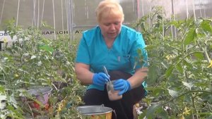 Подкормка томата. Чем удобрять помидоры.