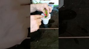 Укоренить быстро!!! Вербейник монетчатый!