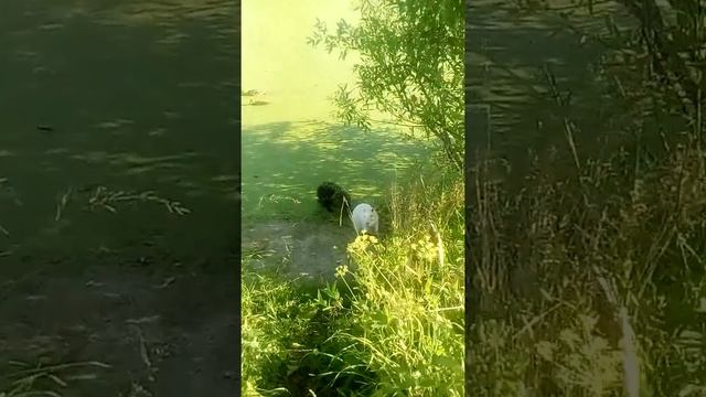 Нашли крыс мутантов(Нутрии) смотреть онлайн