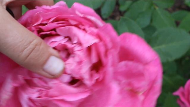 Роза (не)Кёльнер Флора - для самых ленивых розоводов!? Поль Нерон? Луис Одьер? Жду помощи опытных! смотреть онлайн