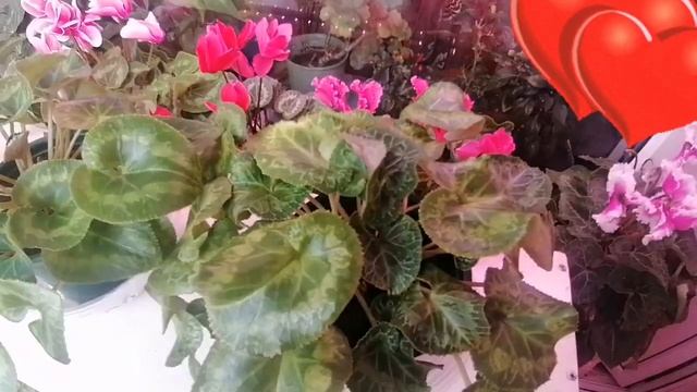 Цикламены.(Cyclamen) Как отдыхает цикламен после цветения. Период покоя.