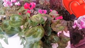 Цикламены.(Cyclamen) Как отдыхает цикламен после цветения. Период покоя.
