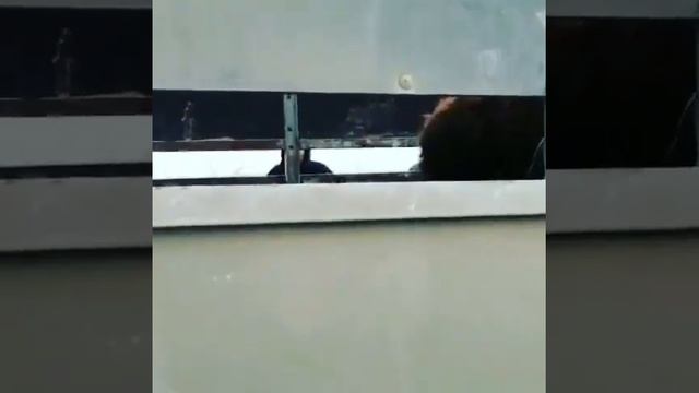 Как перевозят баранов на авто по 350-400 штук.