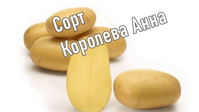 Сорт Картофеля Королева Анна