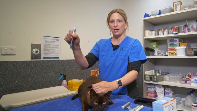 Administering Insulin to your Cat using an Insulin Pen смотреть онлайн