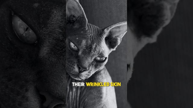 10 CRAZY FACTS ABOUT SPHINX CATS -- FACT#3