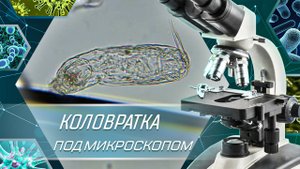 Коловратка под микроскопом - Увеличение 400х