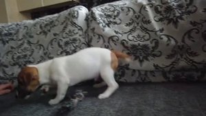 Покупаю щенка Джека Рассела. Едем домой! Знакомство с ребенком