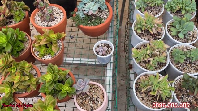 Phía sau vườn | succulent Gia Nghia смотреть онлайн