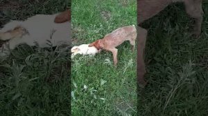 работа курцхар на зайца