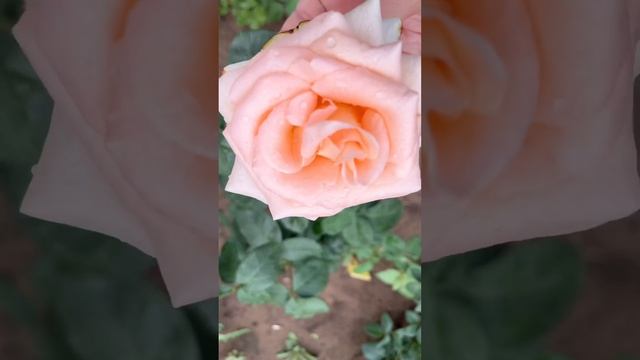 Роза Малибу смотреть онлайн