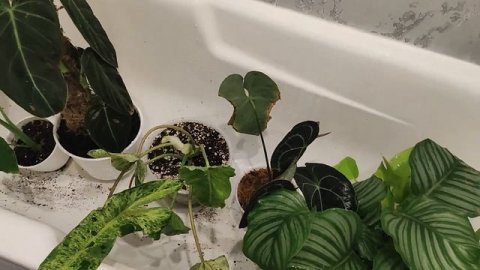 Горячий душ для комнатных растений.