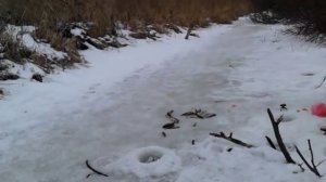 Ласка ворует рыбу у рыбаков!Прикольно!