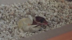 Вылупление эублефара