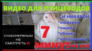 Ощип и потрошение бройлера за 7 минут, когда совсем нет времени
