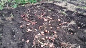 Картофель убираем