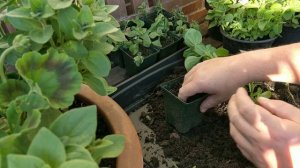 How to take petunia cuttings Part 3