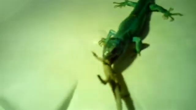 Ящерица канибал, ест другую ящерицу. смотреть онлайн