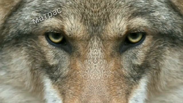 ВОЛК ТЫ МАМУ МАВ? смотреть онлайн