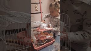что делать если убежал хомяк