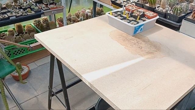 Кактусы.Лобивии,маммилярии,эхиноцереусы...Все цветут и пахнут..