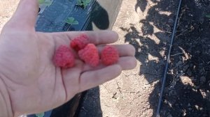 Малина Маравилла! 15 июля!