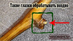 ? Чем обработать виноград ранней весной? Почему 4% железный купорос не задерживает рост почек?