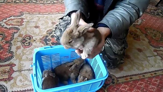 Кролики без ушей смотреть онлайн