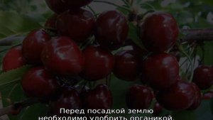 Черешня Сюбаровская