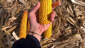 Кукуруза ? бьёт рекорды в этом сезоне. Уборка кукурузы 2021