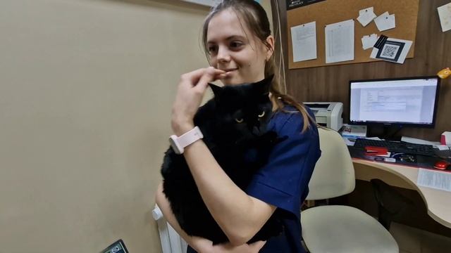 Имбирь. Зачем нужны доноры? смотреть онлайн