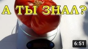 ТОМАТЫ: 6 секретов урожая ???
