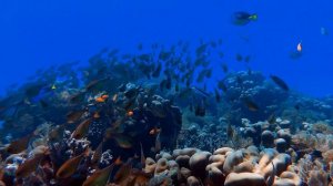 🦅 Лео Рохас - Полёт кондора 🦅 Leo Rojas - El Condor Pasa 🦅