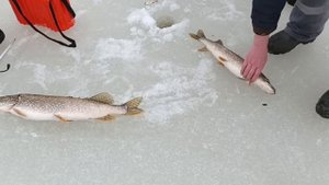 Последняя весенняя рыбалка на реке Луза.