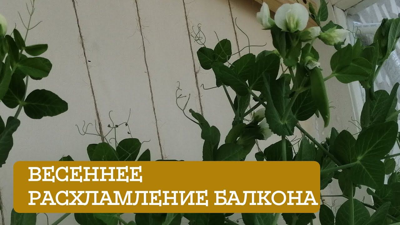 Весенние расхламление балкона.  | Организация мини-огорода на балконе.