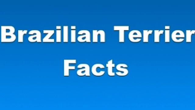 Brazilian Terrier Facts - Facts About Brazilian Terriers смотреть онлайн