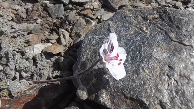 Geranio de las cumbres: Erodium cheilanthifolium (www.riomoros.com) смотреть онлайн