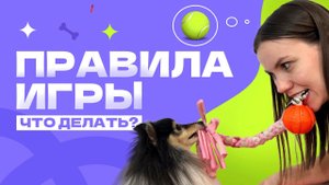 Как играть с собакой? Правила игры