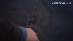 Жерех на самодельный стример из козьей шерсти. Киевская бородка на жереха, вабик, Коза #ЖЕРЕХМАНИЯ