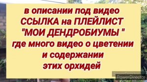 Шикарное цветение ОРХИДЕЙ. ОРХИДЕИ в сентябре: Неостилис, Дендробиум, Фаленопсис и другие.