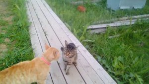 Бешеные коты
