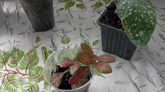 Декоративно-лиственные растения Гипоэстос и Фиттония. смотреть онлайн