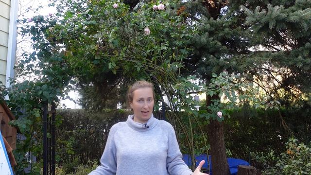 How to Winterize a Climbing Rose ("The Generous Gardener") смотреть онлайн