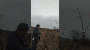 Малина Глен Ємпел подвязка весной